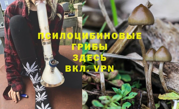 трава Аркадак